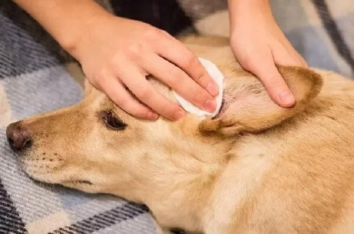 Köpeklerin Kulağına İlaç Nasıl Uygulanır