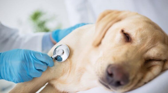 Köpekte Kan Eksikliği Kan Kusmasına Yol Açar Mı?