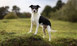 Rat Terrier Köpek Irkı Özellikleri, Karakteri, Bakımı ve Beslenmesi