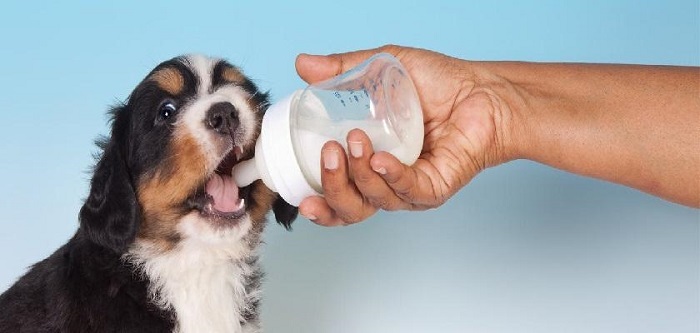 Yavru Köpeği Soğuk Süt Verilir mi?