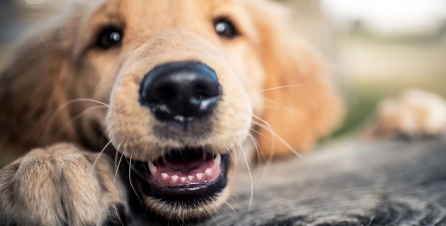 Yavru Köpeklerde Diş Çıkarma Dönemi Nasıldır