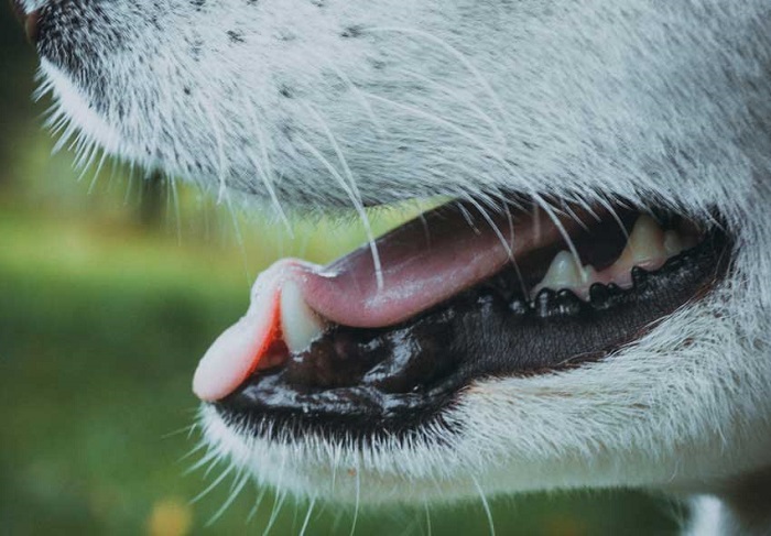 Yavru Köpeklerde Diş Çıkarma Döneminde Beslenme