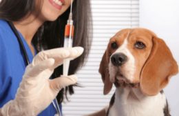 Köpek Aşıları Nelerdir?