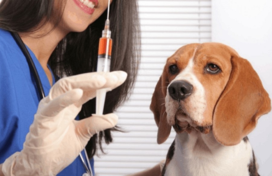 Köpek Aşıları Nelerdir