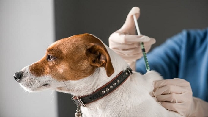 Köpek Gençlik Hastalığı İçin Aşı