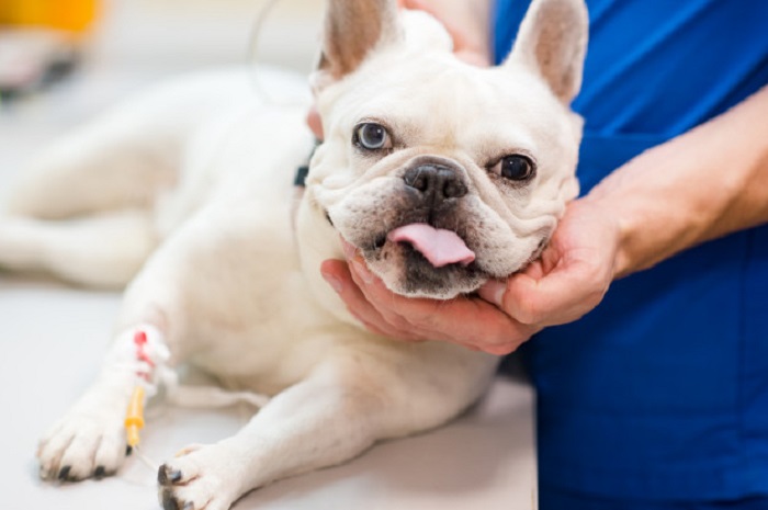 Köpeklerde Anestezi Yöntemleri Nelerdir