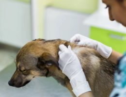 Köpeklerde Deri Hastalıkları Nelerdir?
