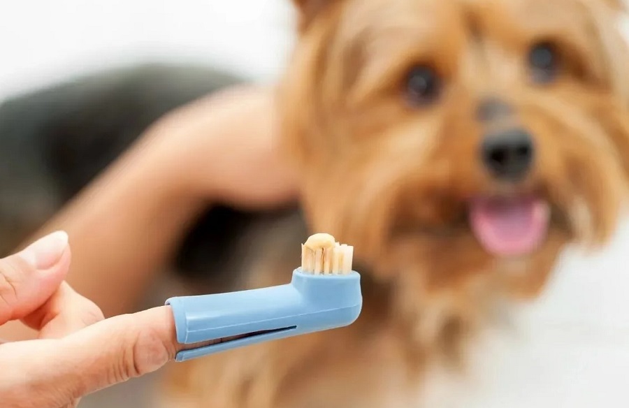 Köpeklerde Diş Bakımı Nasıl Yapılır