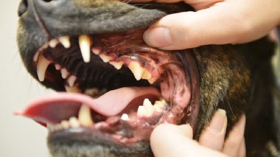 Köpeklerde Diş Nasıl Fırçalanır?