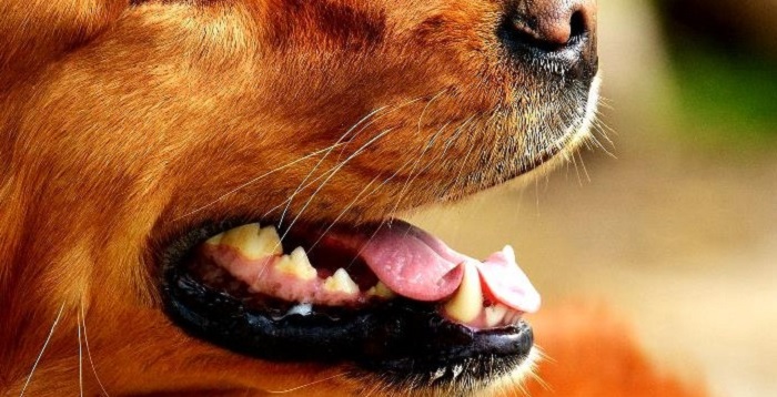 Köpeklerde Diş Sağlığını Korumada Beslenme Nasıl Olmalıdır