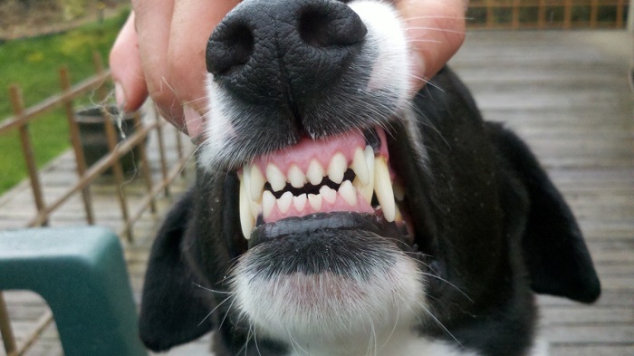 Köpeklerde Diş Sağlığının Bozulduğunun Belirtileri Nelerdir