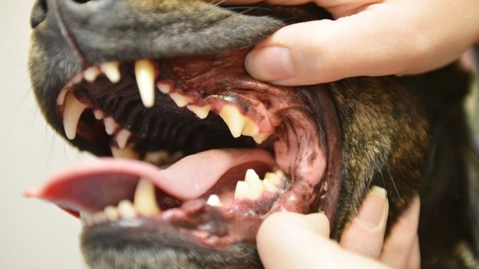 Köpeklerde Diş Sayısı Kaçtır?