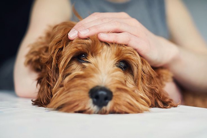 Köpeklerde Epilepsi Nöbeti Tedavisi Nasıl Olur?