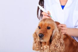 Köpeklerde Karma Aşı Hangi Hastalıklardan Korur?