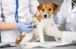 Köpeklerde Kısırlaştırma Ameliyatı Nasıl Yapılır?