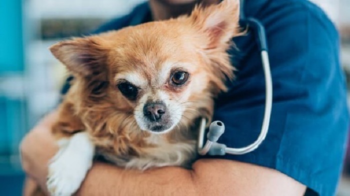 Köpeklerde Kısırlaştırma Ameliyatı Öncesinde Dikkat Edilmesi Gerekenler Nelerdir?