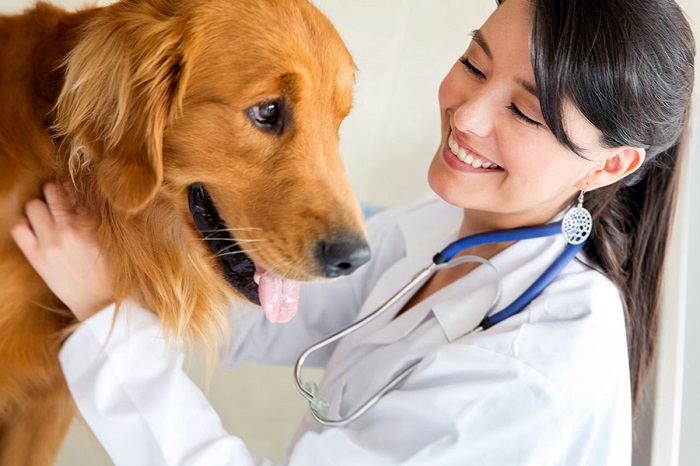 Köpeklerde Kısırlaştırma Ameliyatı Yapılmazsa Ne Olur