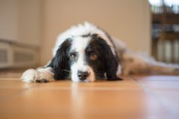 Köpeklerde Regl Ağrısı Rahatsızlığına Ne İyi Gelir?