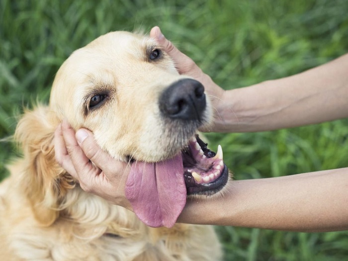 Köpeklerde Regl Belirtileri Nelerdir?