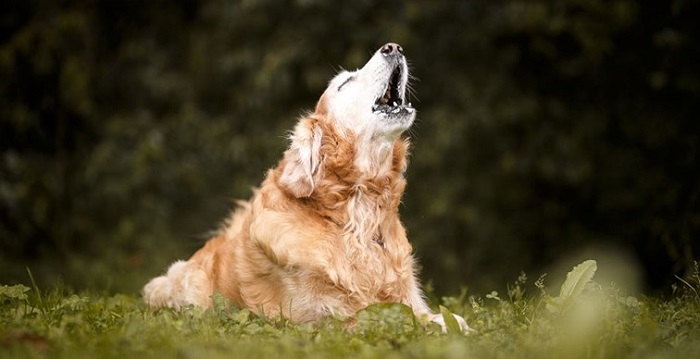 Köpeklerde Ses Kısıklığının Sebepleri Nelerdir