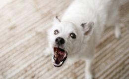 Köpeklerde Ses Telleri Alınması Nasıl Olur?