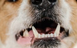 Köpeklerde Süt Dişleri Ne Zaman Dökülür?