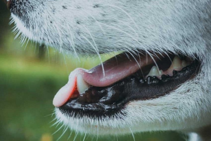 Köpeklerde Süt Dişlerinin Dökülmemesi Sorun Mu