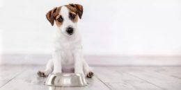 Köpeklerin Aç Olduğu Nasıl Anlaşılır?