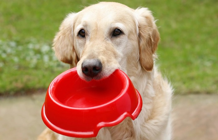 Köpeklerin Beslenme Düzeni Nasıl Olmalıdır