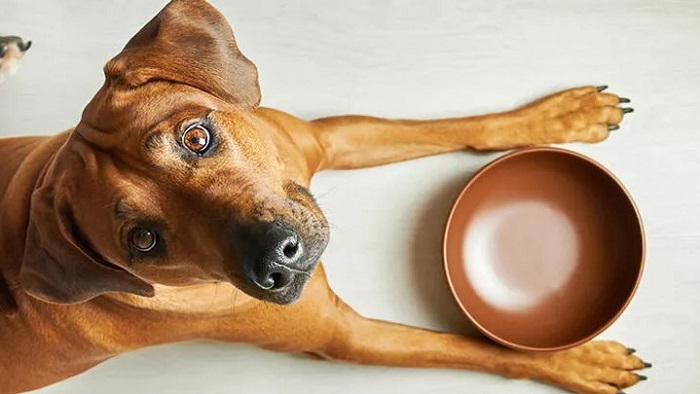 Köpeklerin Daha Fazla Yemek Yemesi Nasıl Önlenebilir