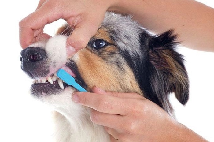 Köpeklerin Dişlerinin Bozulduğunun Belirtileri Nelerdir