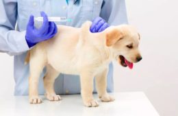Yavru Köpeklerde Aşı Ne Zaman Yapılır?