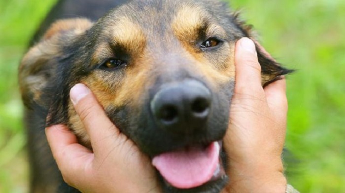 Çene Basıncı En Fazla Olan Köpek Türleri