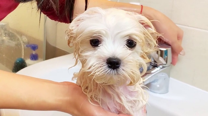 Köpeklerde İnsan Şampuanı Kullanımının Sonuçları Nelerdir