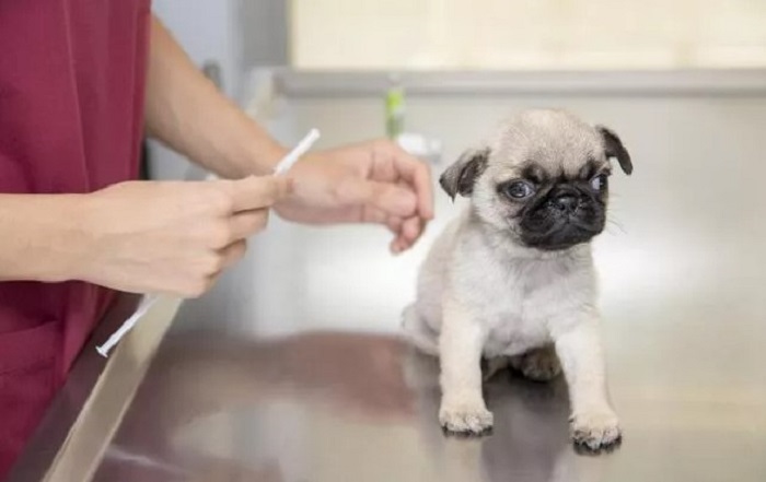 Yavru Köpeklerde Karma Aşı Yapılma Periyodu Nasıldır