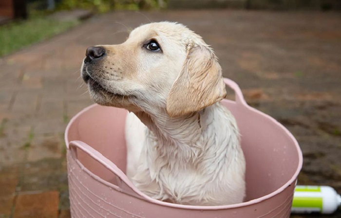 Yavru Köpeklerde Kuru Şampuan Kullanımının Önemi Nedir
