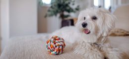 Maltese Terrier Sahiplenme Öncesi Bilinmesi Gerekenler