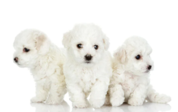 Maltese Terrier Cinsi Ne Kadar Büyür