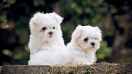 Maltese Terrier Cinsiyet Seçimi