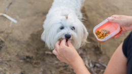 Maltese Terrier Sadık Köpek mi